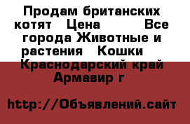 Продам британских котят › Цена ­ 500 - Все города Животные и растения » Кошки   . Краснодарский край,Армавир г.